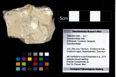 Foto (Objekt + Etiketten) von Mundopsidae indet. (NHMW-GEO-1990-0041-0365)